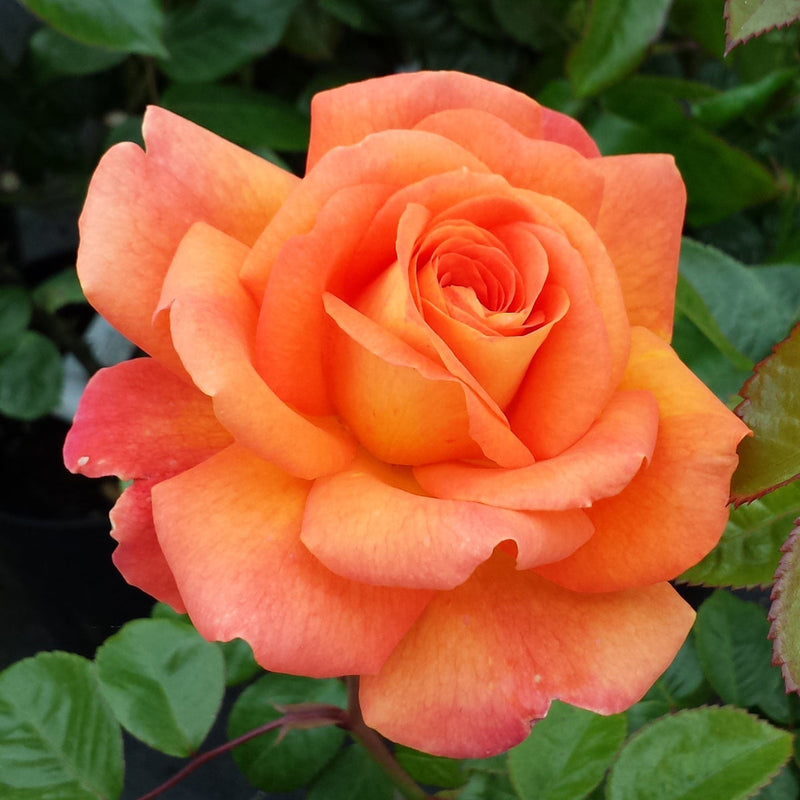 Orange Promise Rose Flower seeds for Planting - Bright Blooms, Heirloom & GMO Free Seeds for Home Garden
 
 Sale seeds for home garden