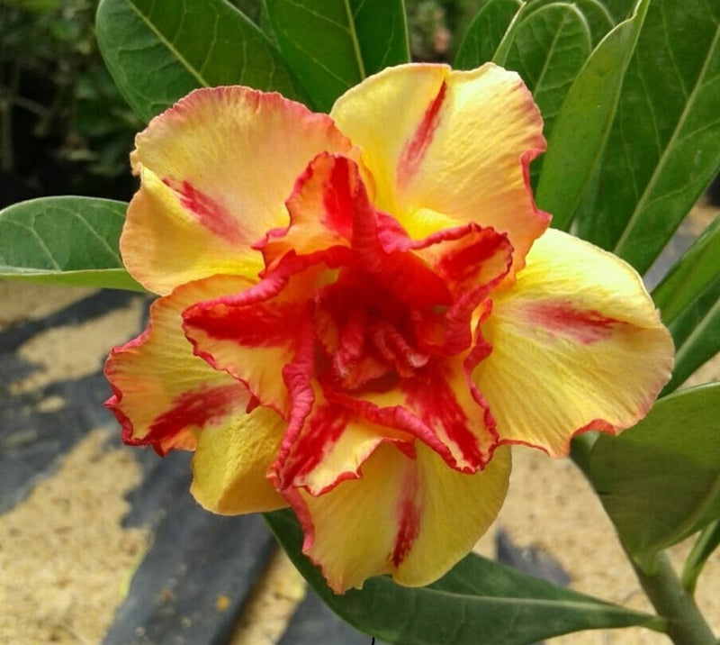 Orange & Yellow Adenium Flower seeds for Planting Seasonal Bloomer Heirloom & GMO Free Seeds for Home Garden 
 
 Sale seeds for home garden planting