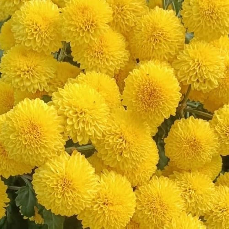 Yellow Chrysanthemum Flower seeds for Planting Hardy Variety Heirloom & GMO Free Seeds for Home Garden 
 
 Sale seeds for home garden planting