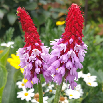 Pink Vialii Flower seeds for Planting Cut Flower Favorite Heirloom & GMO Free Seeds for Home Garden 
 
 Sale seeds for home garden planting