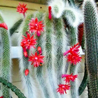 Fresh Monkey Tail Flower seeds for Planting - Vibrant Colors, Heirloom & GMO Free Seeds for Home Garden
 
 Sale seeds for planting in home garden