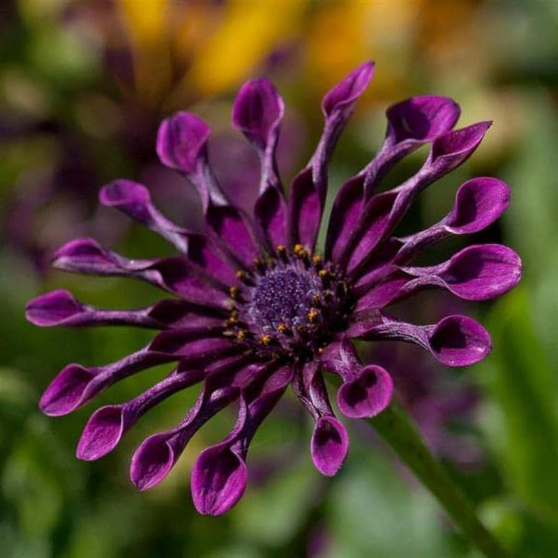 Power Spider Chrysanthemum Flower seeds for Planting Colorful Display Heirloom & GMO Free Seeds for Home Garden 
 
 Sale seeds for home garden planting