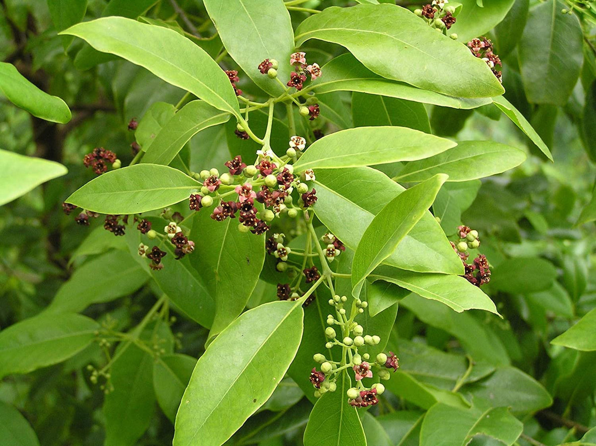 Santalum Album Flower seeds for Planting Low Maintenance Heirloom & GMO Free Seeds for Home Garden 
 
 Sale seeds for home garden planting