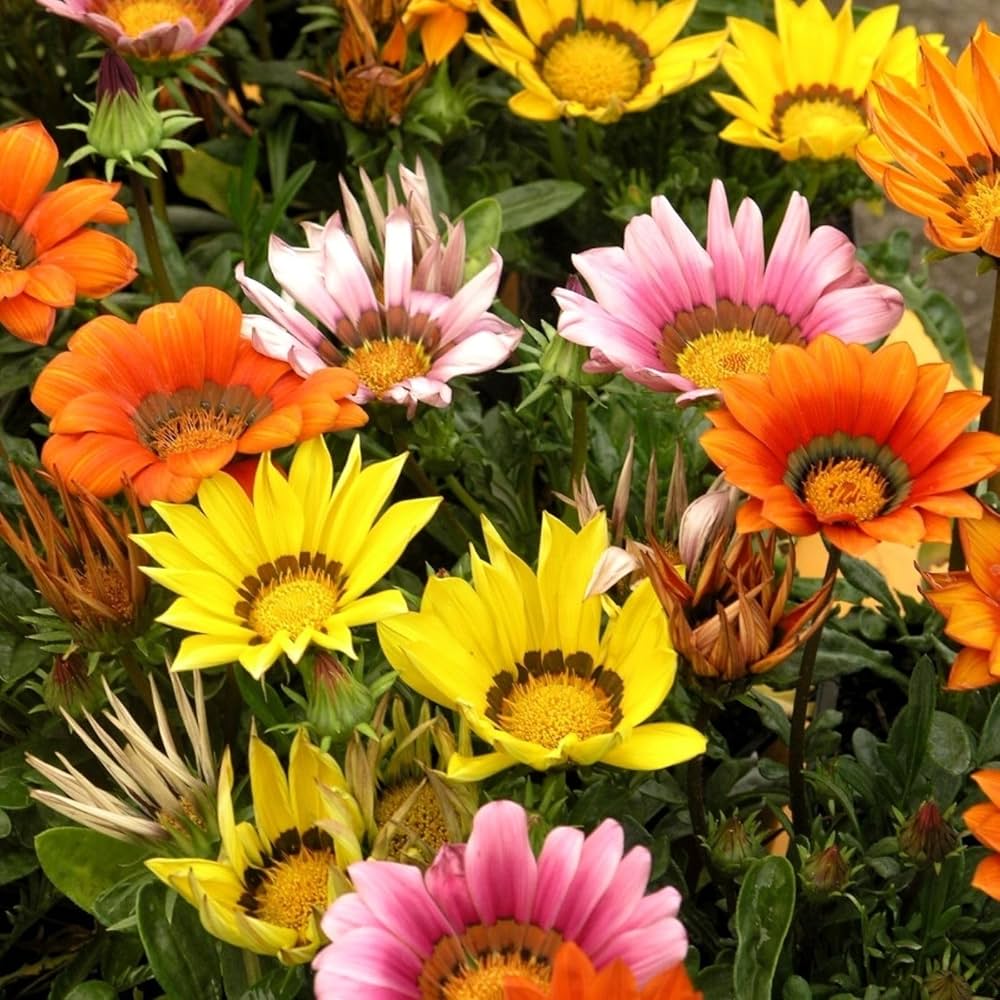 Gazania Flower seeds for Planting Easy to Grow Heirloom & GMO Free Seeds for Home Garden 
 
 Sale seeds for home garden planting