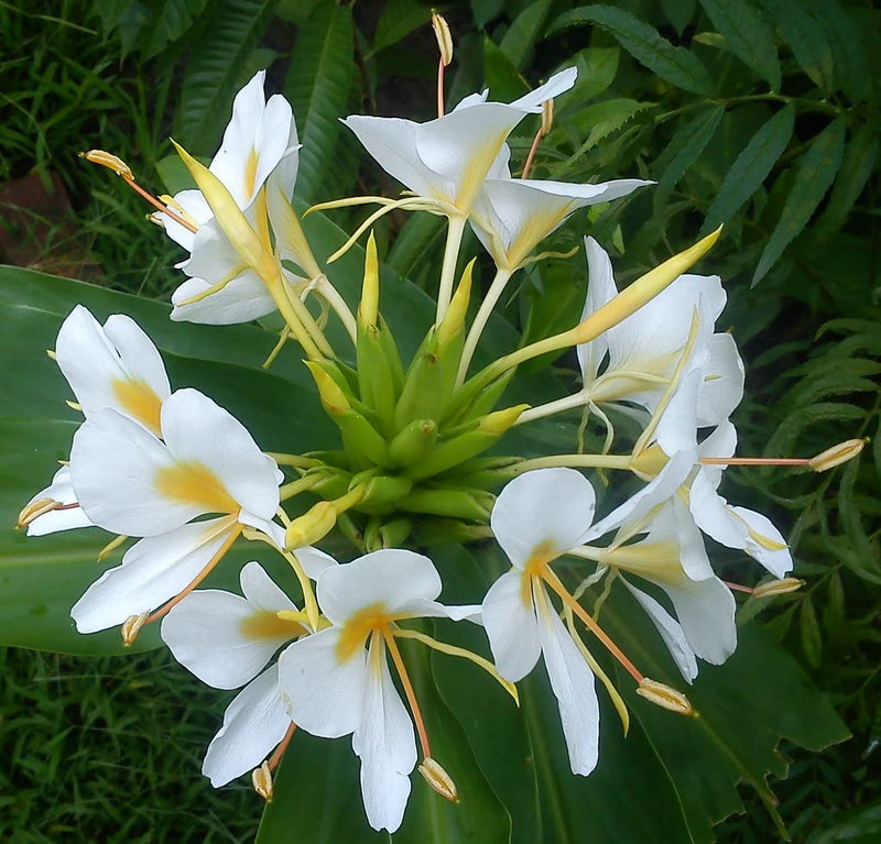 Coronarium Flower seeds for Planting Cut Flower Favorite Heirloom & GMO Free Seeds for Home Garden 
 
 Sale seeds for home garden planting