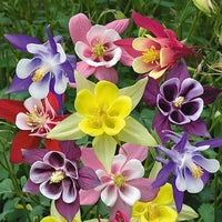 Mixed Columbine Flower seeds for Planting Colorful Display Heirloom & GMO Free Seeds for Home Garden 
 
 Sale seeds for home garden planting