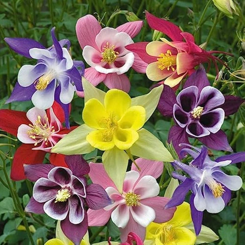 Mixed Columbine Flower seeds for Planting Colorful Display Heirloom & GMO Free Seeds for Home Garden 
 
 Sale seeds for home garden planting