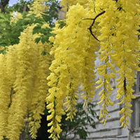 Yellow Wisteria Flower seeds for Planting Long Bloom Season Heirloom & GMO Free Seeds for Home Garden 
 
 Sale seeds for home garden planting