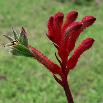 Anigozanthos Flower seeds for Planting Low Maintenance Heirloom & GMO Free Seeds for Home Garden 
 
 Sale for planting in home garden