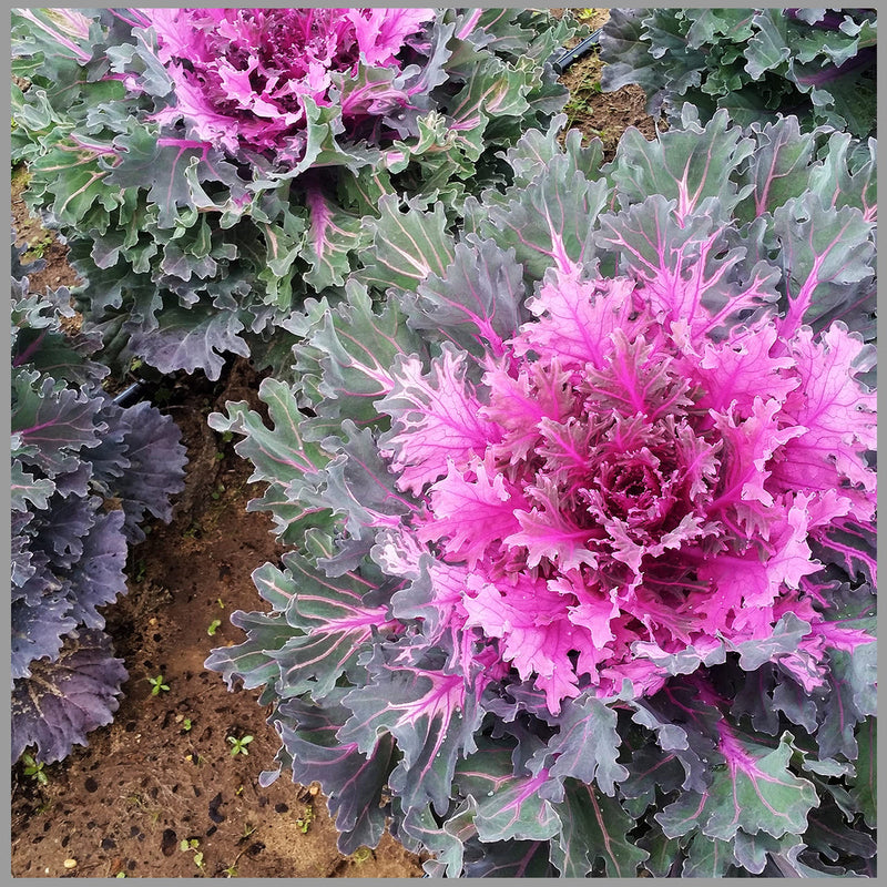 Purple Kale Flower seeds for Planting Easy to Grow Heirloom & GMO Free Seeds for Home Garden 
 
 Sale seeds for home garden planting