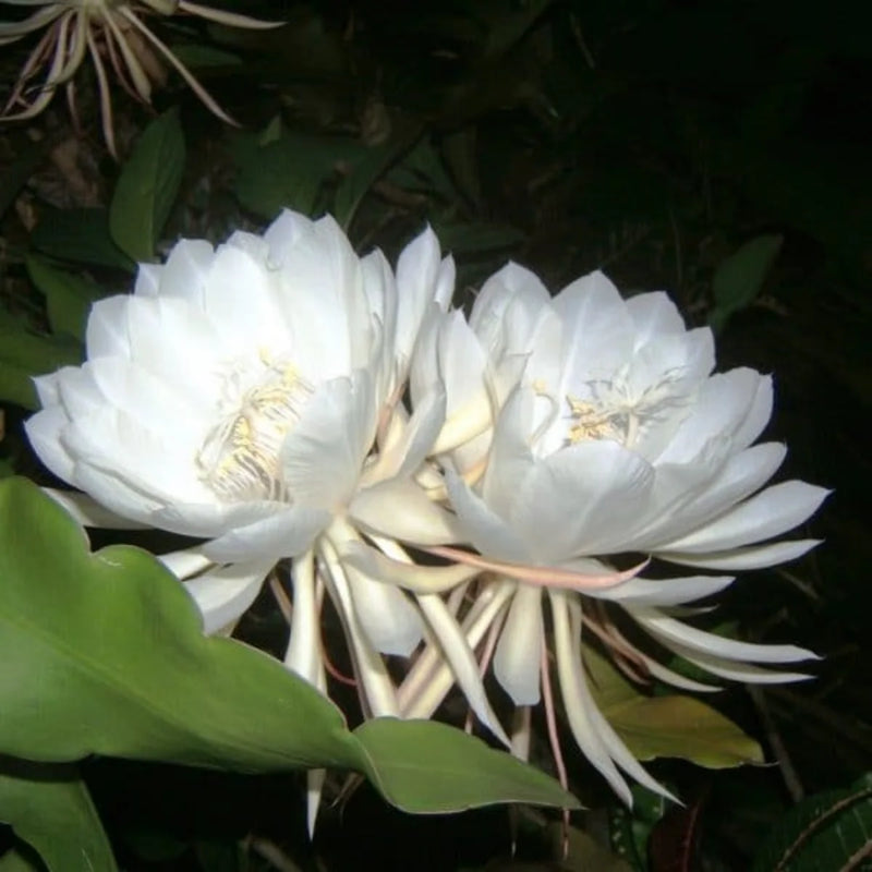 Epiphyllum Oxypetalum White Flower Seeds for Planting