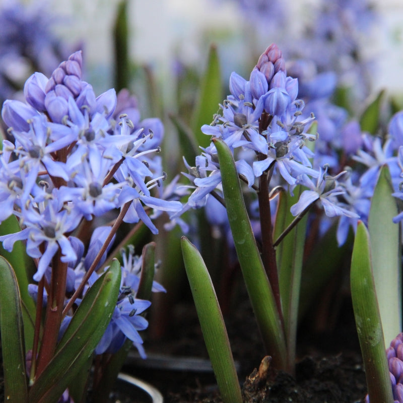 Scilla Bifolia Flower seeds for Planting - Premium Quality, Heirloom & GMO Free Seeds for Home Garden
 
 Sale seeds for planting in home garden