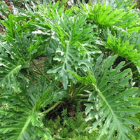 Green Philodendron Selloum Seeds Flower seeds for Planting Seasonal Bloomer Heirloom & GMO Free Seeds for Home Garden 
 
 Sale seeds for home garden planting