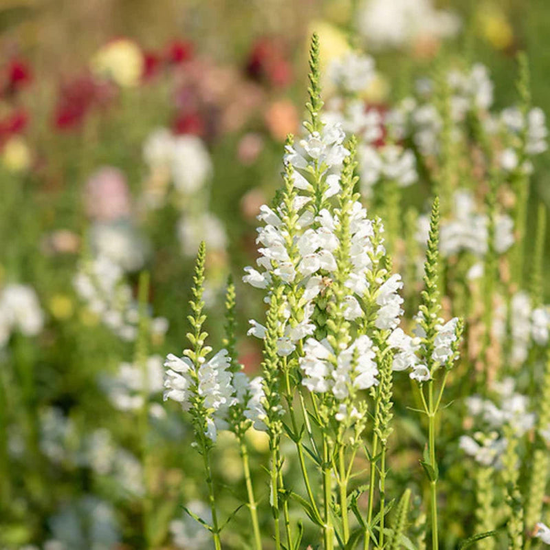 White Physostegia Flower seeds for Planting Premium Quality Heirloom & GMO Free Seeds for Home Garden 
 
 Sale seeds for home garden planting