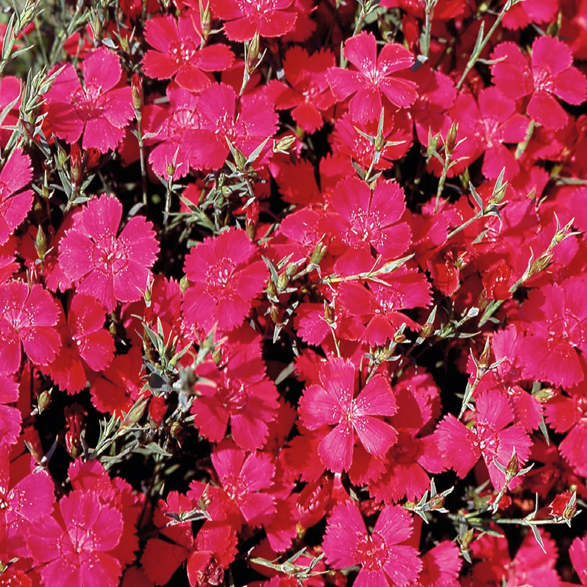 Pink Dianthus Cardinal Flower seeds for Planting Colorful Display Heirloom & GMO Free Seeds for Home Garden 
 
 Sale seeds for home garden planting
