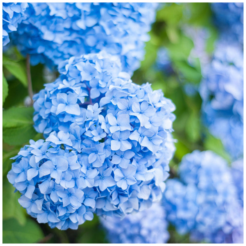 Light Blue Hydrangea Flower seeds for Planting Cut Flower Favorite Heirloom & GMO Free Seeds for Home Garden 
 
 Sale seeds for home garden planting