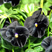Black Viola Flower seeds for Planting - Easy to Grow, Heirloom & GMO Free Seeds for Home Garden
 
 Sale for planting in home garden