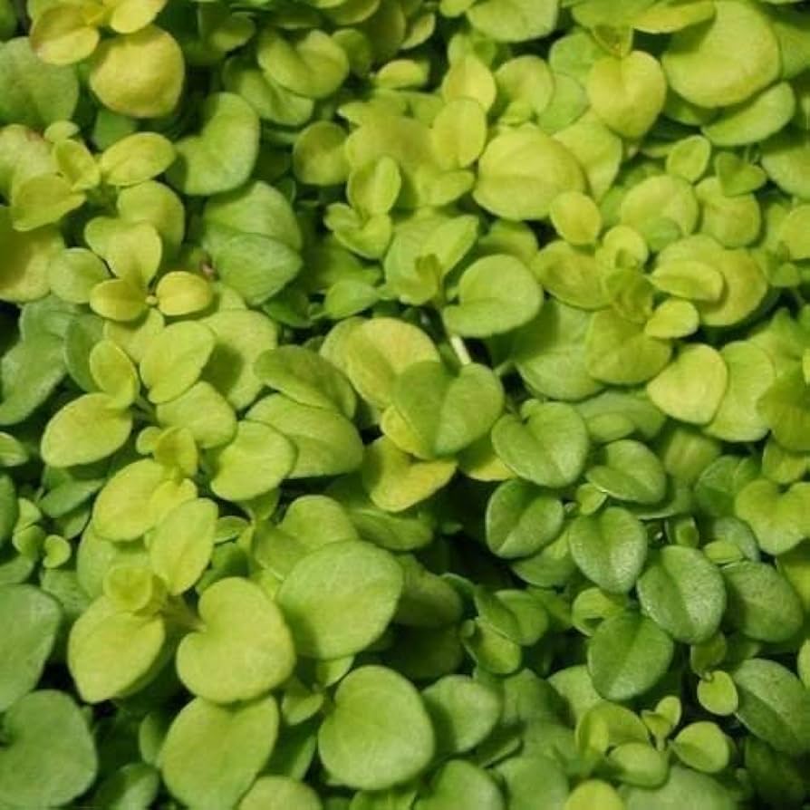 Green Veronica Repens Flower seeds for Planting Low Maintenance Heirloom & GMO Free Seeds for Home Garden 
 
 Sale seeds for home garden planting