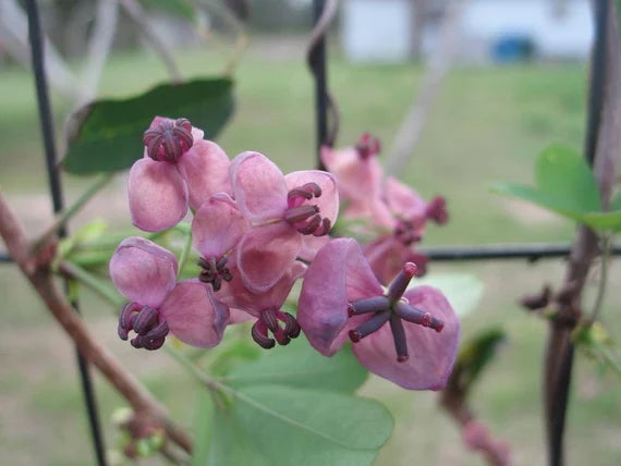 Akebia Flower seeds for Planting - Vibrant Colors, Heirloom & GMO Free Seeds for Home Garden
 
 Sale seeds for planting in home garden