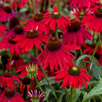 Red Perennial Flower seeds for Planting Premium Quality Heirloom & GMO Free Seeds for Home Garden 
 
 Sale seeds for home garden planting