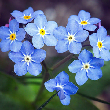 Blue Myosotis Sylvatica Flower seeds for Planting Compact Growth Heirloom & GMO Free Seeds for Home Garden 
 
 Sale seeds for home garden planting