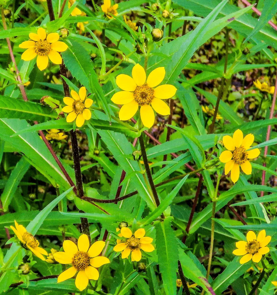 Yellow Bur Marigold Flower seeds for Planting Sun Loving Heirloom & GMO Free Seeds for Home Garden 
 
 Sale seeds for home garden planting