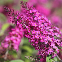 Pink Miss Ruby Flower seeds for Planting - Seasonal Bloomer, Heirloom & GMO Free Seeds for Home Garden
 
 Sale for planting in home garden