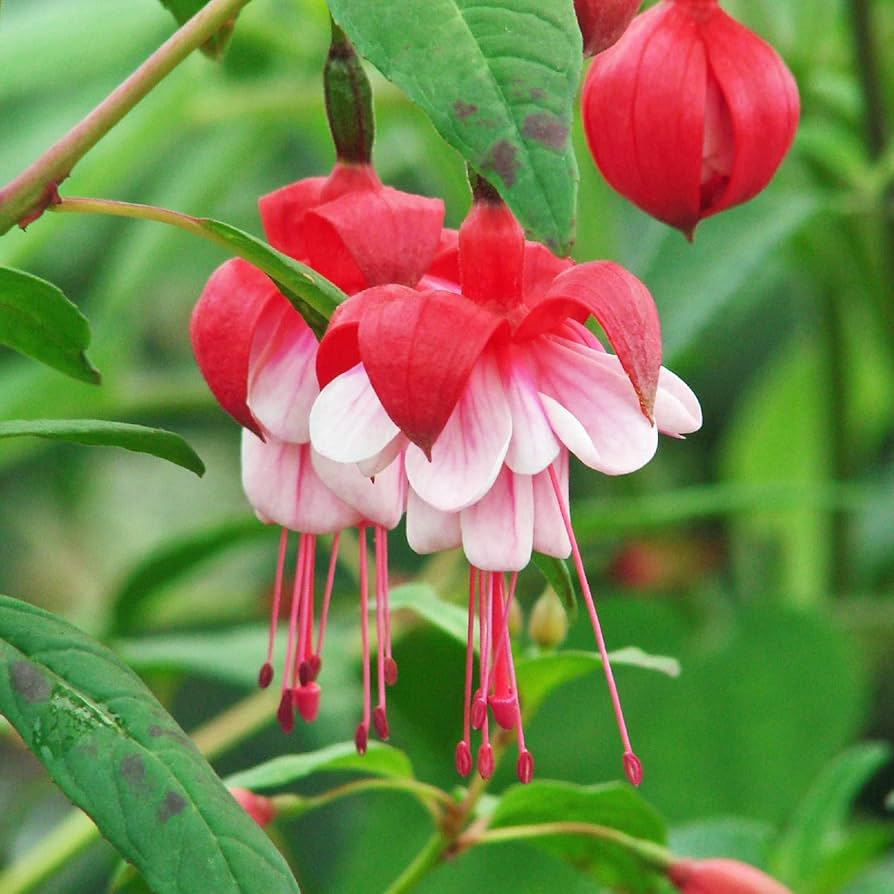 Fuchsia Flower seeds for Planting Shade Tolerant Heirloom & GMO Free Seeds for Home Garden 
 
 Sale seeds for home garden planting
