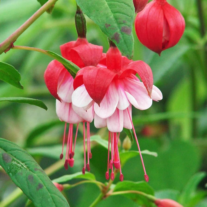 Fuchsia Flower seeds for Planting Shade Tolerant Heirloom & GMO Free Seeds for Home Garden 
 
 Sale seeds for home garden planting