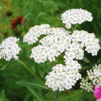 White Achillea Flower seeds for Planting Compact Growth Heirloom & GMO Free Seeds for Home Garden 
 
 Sale seeds for home garden planting