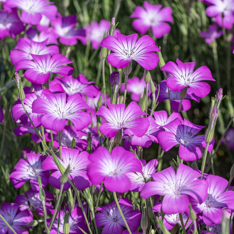Purple Agrostemma Flower seeds for Planting - Vibrant Colors, Heirloom & GMO Free Seeds for Home Garden
 
 Sale for planting in home garden