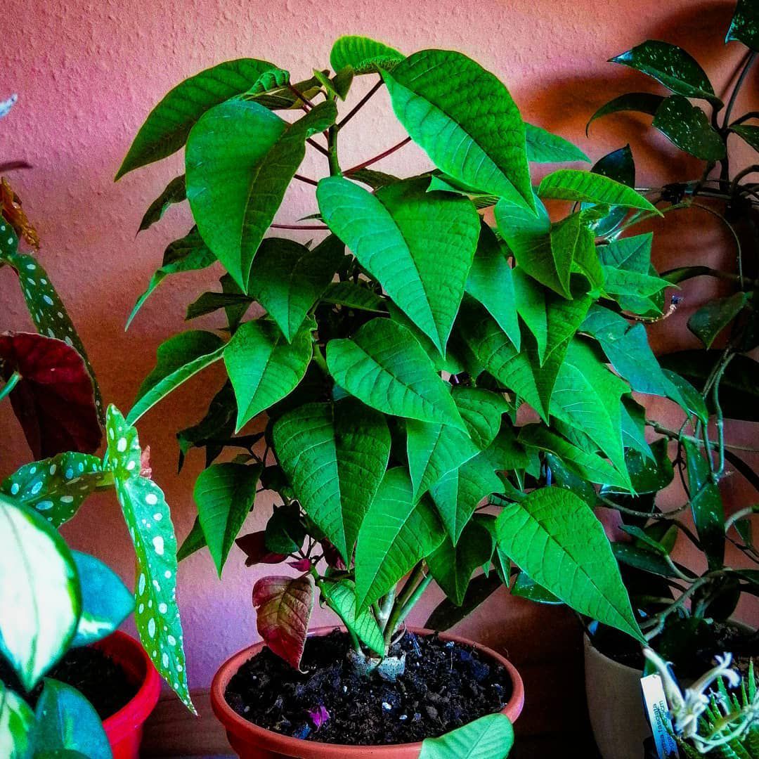 Green Poinsettia Flower seeds for Planting Hardy Variety Heirloom & GMO Free Seeds for Home Garden 
 
 Sale seeds for home garden planting