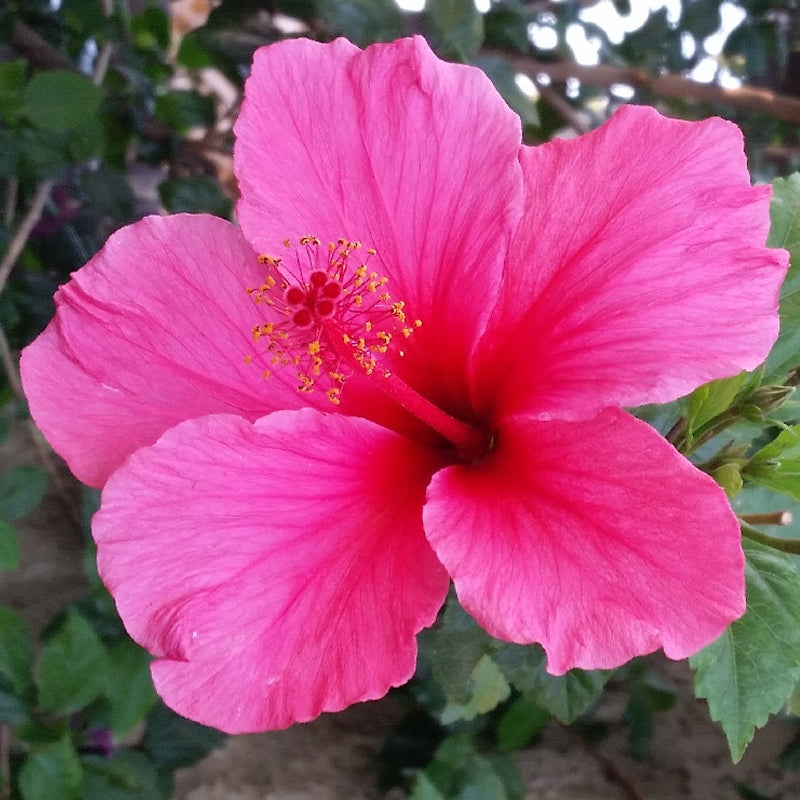 Hibiscus RosaSinensis Flower seeds for Planting Pollinator Friendly Heirloom & GMO Free Seeds for Home Garden 
 
 Sale seeds for home garden planting