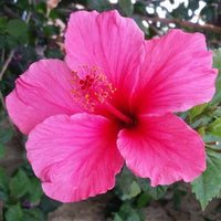 Hibiscus RosaSinensis Flower seeds for Planting Pollinator Friendly Heirloom & GMO Free Seeds for Home Garden 
 
 Sale seeds for home garden planting