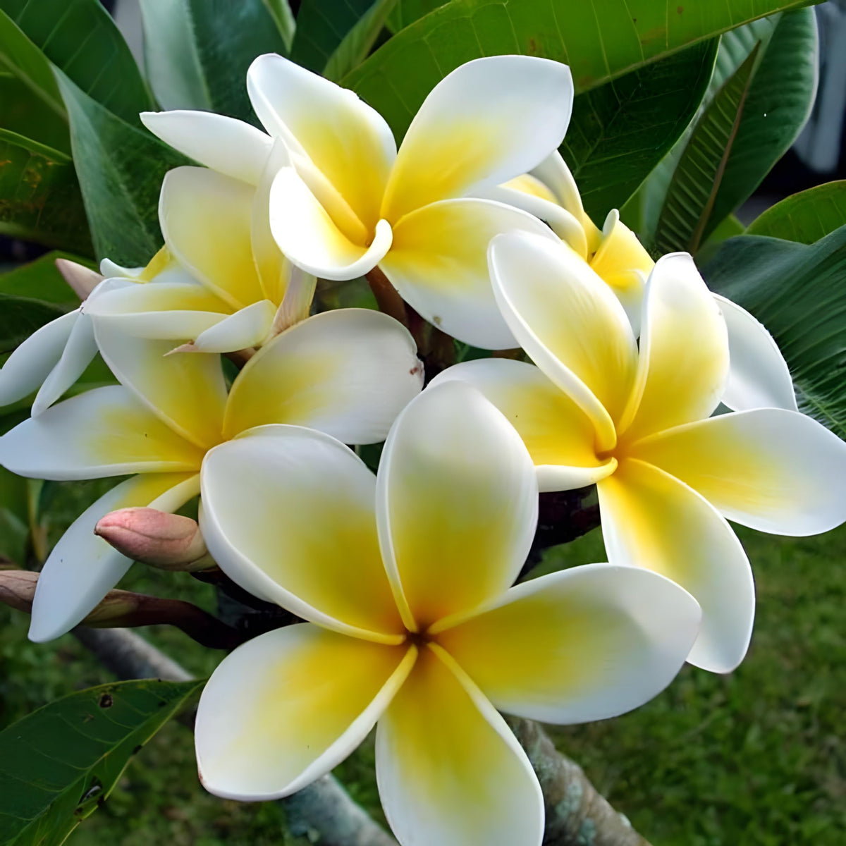 Yellow White Frangipani Flower seeds for Planting Premium Quality Heirloom & GMO Free Seeds for Home Garden 
 
 Sale seeds for home garden planting