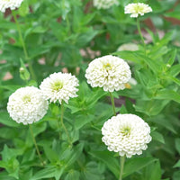 White Zinnia Flower seeds for Planting Sun Loving Heirloom & GMO Free Seeds for Home Garden
 
 Sale seeds for home garden planting