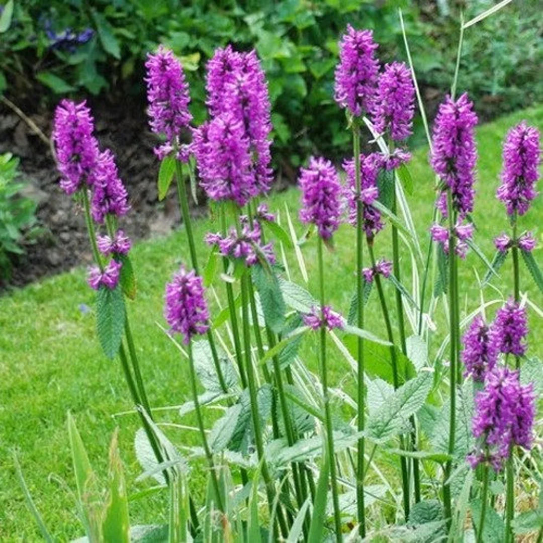 Betony Flower seeds for Planting Pollinator Friendly Heirloom & GMO Free Seeds for Home Garden 
 
 Sale seeds for home garden planting