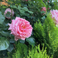 Rosa Damascena Flower seeds for Planting Shade Tolerant Heirloom & GMO Free Seeds for Home Garden
 
 Sale seeds for home garden planting