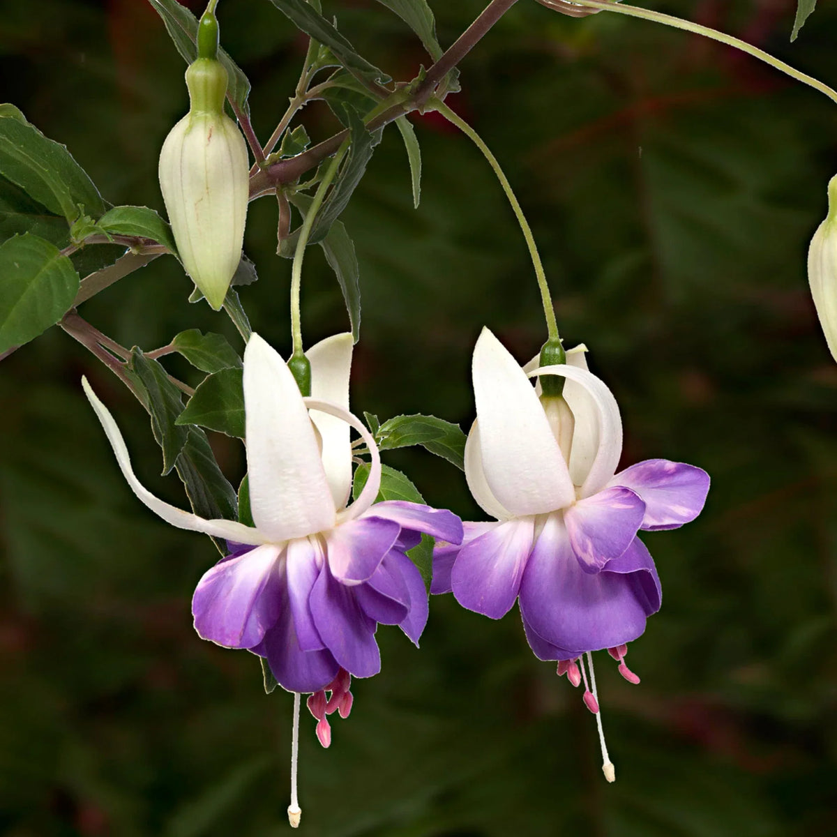 Purple White Fuchsias Flower seeds for Planting Drought Tolerant Heirloom & GMO Free Seeds for Home Garden 
 
 Sale seeds for home garden planting