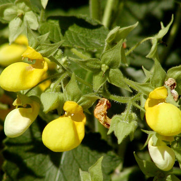 Calceolaria Flower seeds for Planting Cut Flower Favorite Heirloom & GMO Free Seeds for Home Garden
 
 Sale seeds for home garden planting