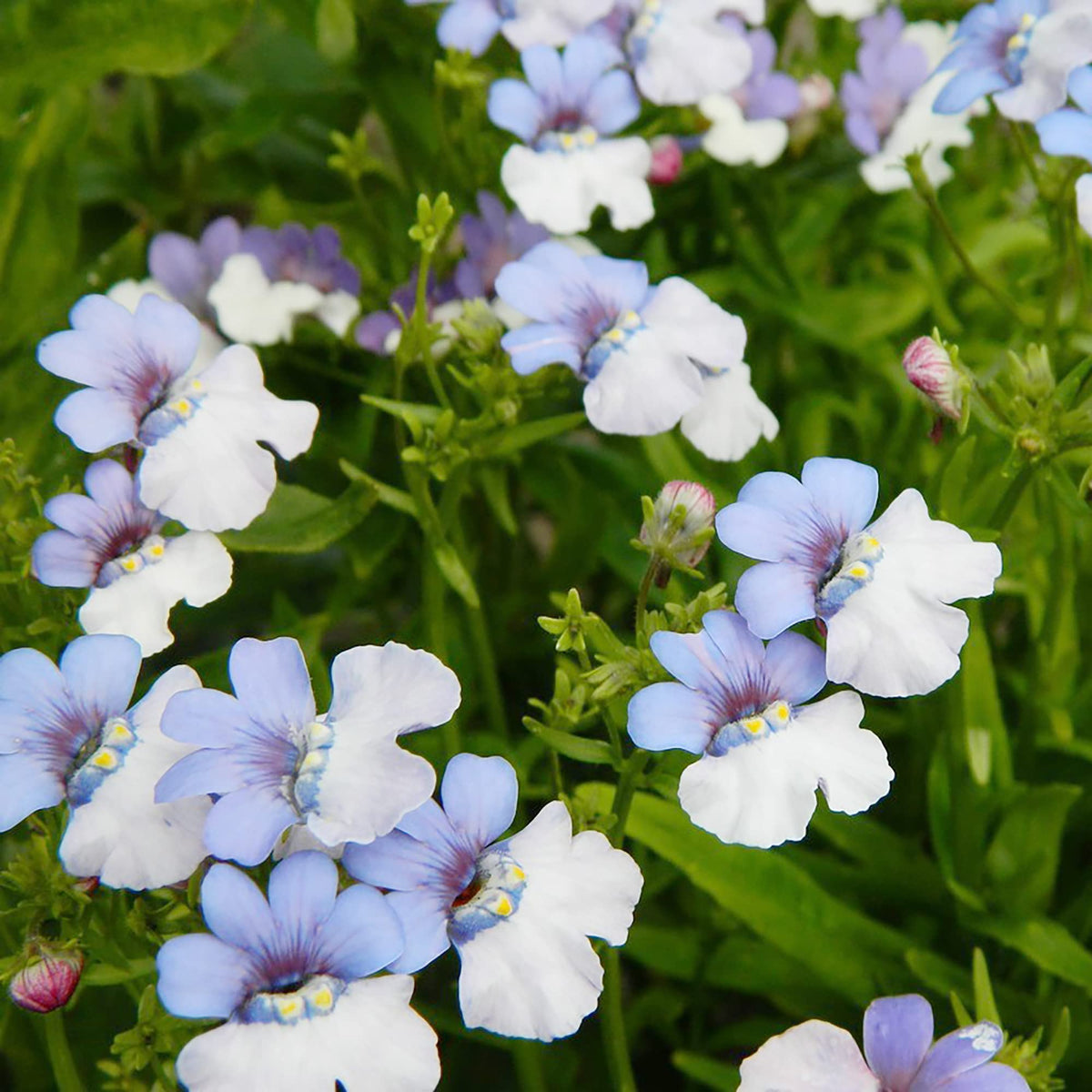 Blue White Nemesia Flower seeds for Planting Shade Tolerant Heirloom & GMO Free Seeds for Home Garden 
 
 Sale seeds for home garden planting