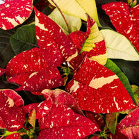 Red White Poinsettia Flower seeds for Planting Low Maintenance Heirloom & GMO Free Seeds for Home Garden 
 
 Sale seeds for home garden planting