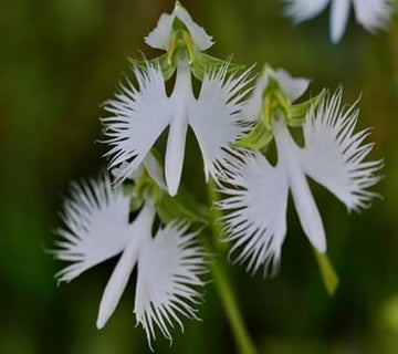 Heron Orchid Flower seeds for Planting - Colorful Display, Heirloom & GMO Free Seeds for Home Garden
 
 Sale seeds for planting in home garden