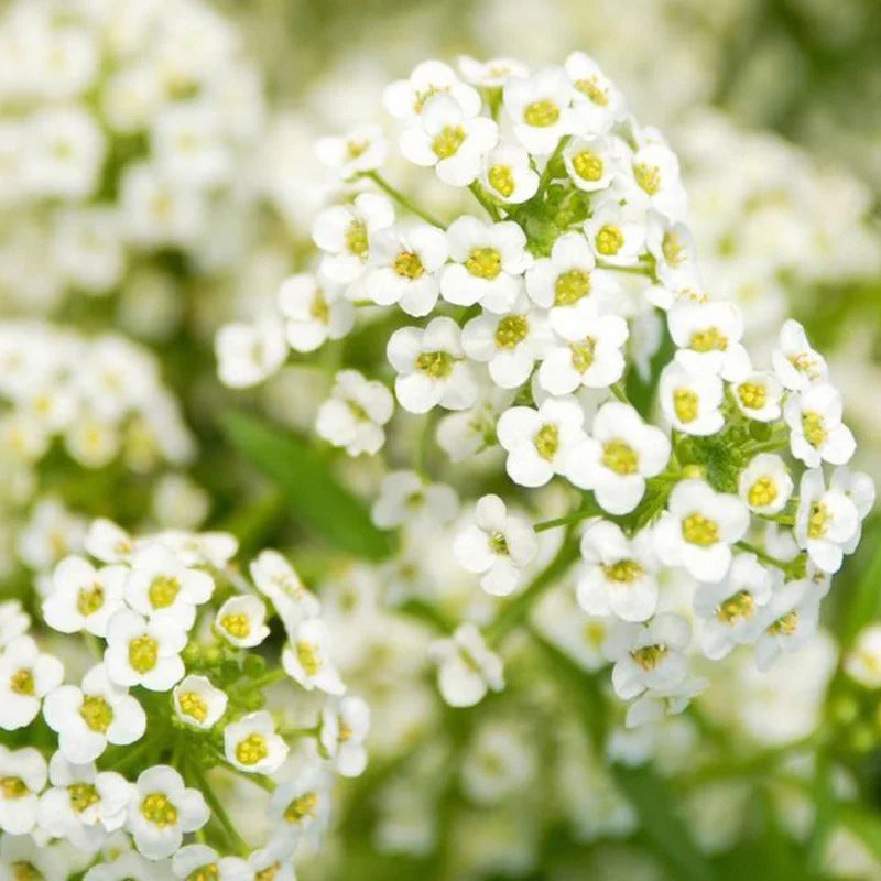 White Snow Flower seeds for Planting Colorful Display Heirloom & GMO Free Seeds for Home Garden 
 
 Sale seeds for home garden planting