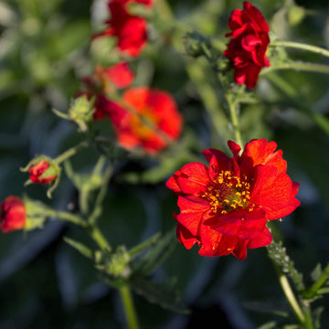 Red Bradshaw Flower seeds for Planting - Easy to Grow, Heirloom & GMO Free Seeds for Home Garden
 
 Sale for planting in home garden