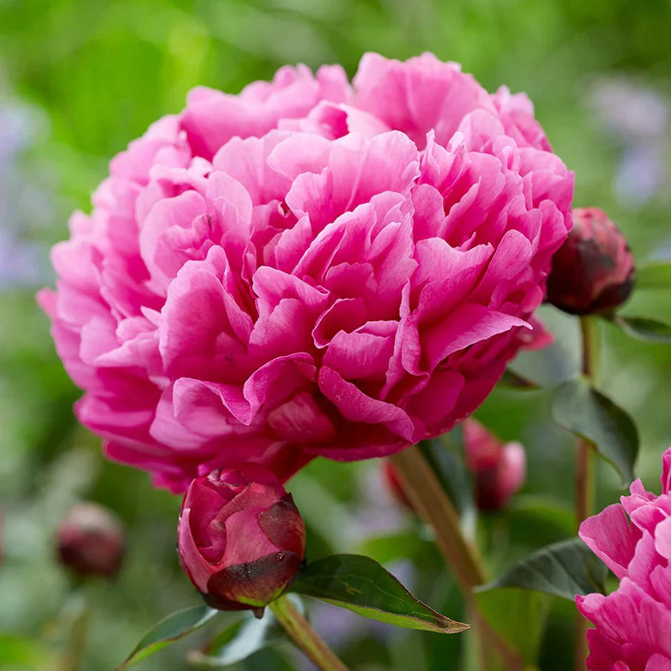 Pink Paeonia Lactiflora Flower seeds for Planting Hardy Variety Heirloom & GMO Free Seeds for Home Garden
 
 Sale seeds for home garden planting