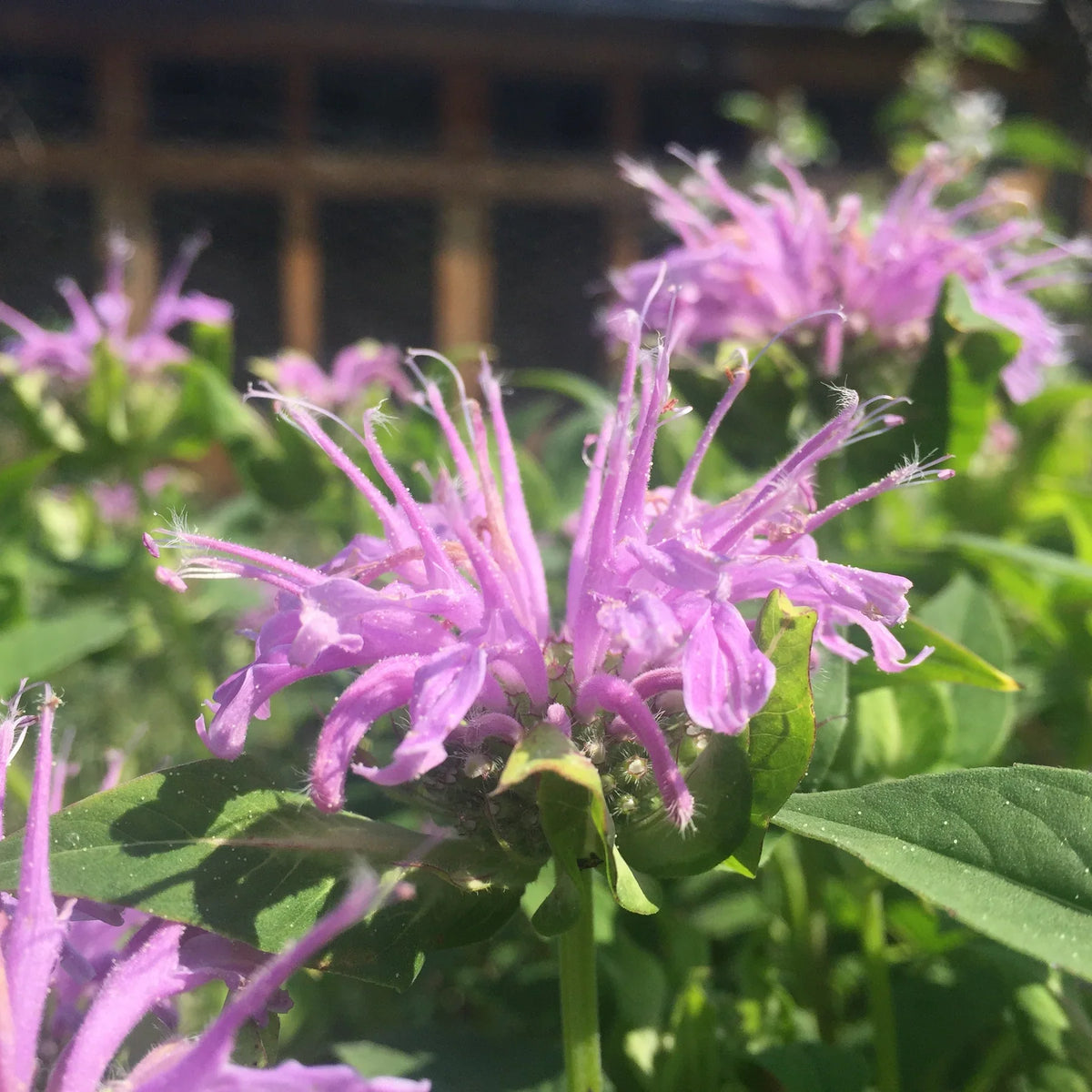 Lavender Bergamot Flower seeds for Planting Bright Blooms Heirloom & GMO Free Seeds for Home Garden
 
 Sale seeds for home garden planting