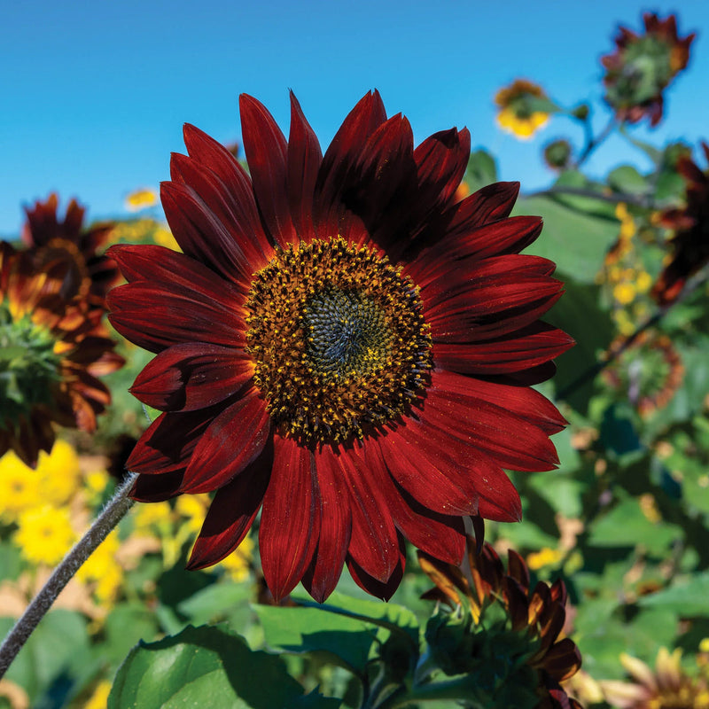 Maroon SunFlower seeds for Planting - Colorful Display, Heirloom & GMO Free Seeds for Home Garden
 
 Sale seeds for planting in home garden