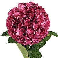 Burgundy Hydrangea Flower seeds for Planting Fragrant Blossoms Heirloom & GMO Free Seeds for Home Garden 
 
 Sale seeds for home garden planting