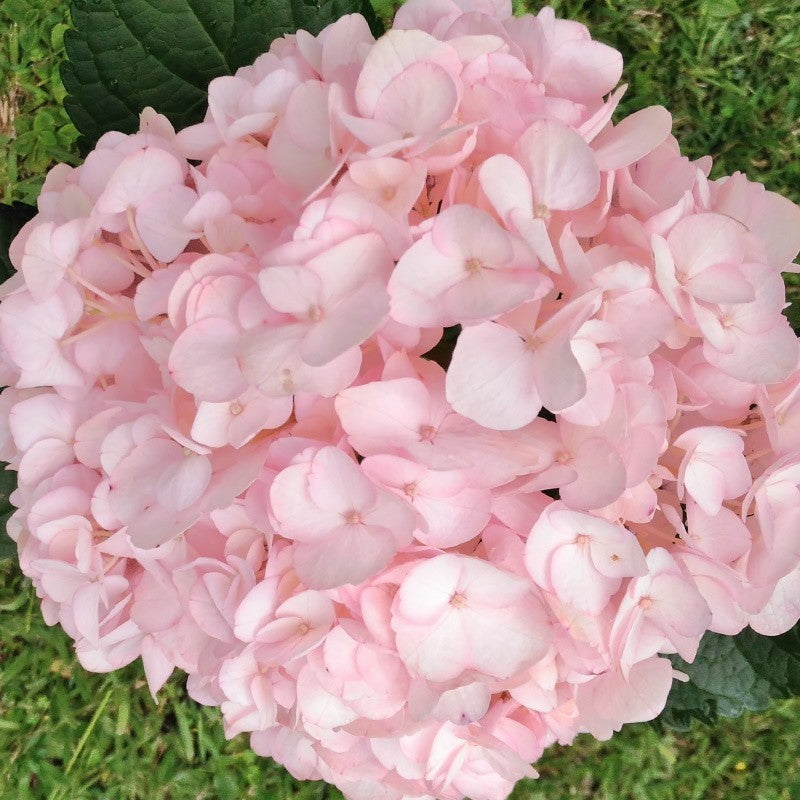 Baby Pink Hydrangea Flower seeds for Planting Premium Quality Heirloom & GMO Free Seeds for Home Garden 
 
 Sale seeds for home garden planting